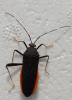 Nematopus indus